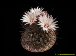 Eriosyce taltalensis subsp. pygmaea (syn. Pyrrhocactus gracilis AW320 Morro Copiapo) 2245